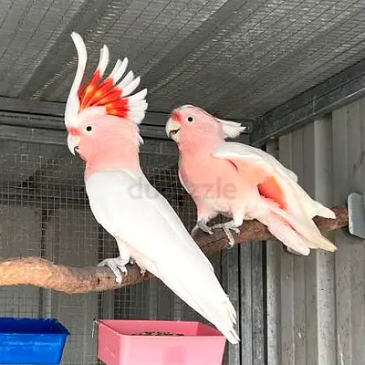 Cockatoo birds