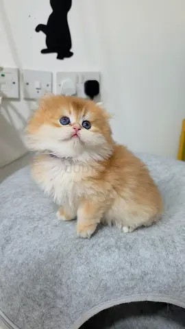 50 days old pure British cat with pidegree