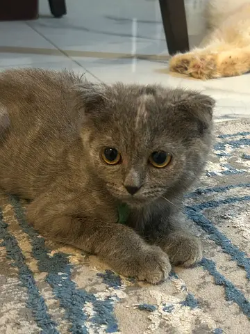 Scottish-Russian Blue kitten— 4 months old— Male