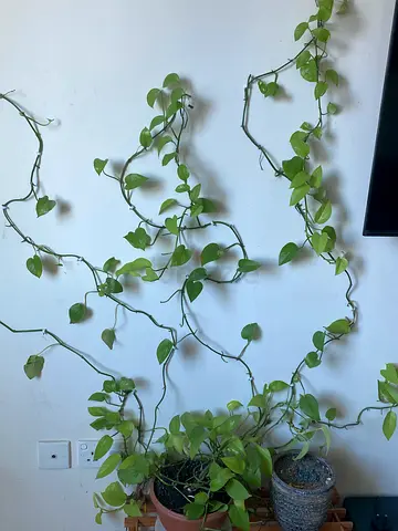 Healthy trailing pothos plant (Epipremnum aureum) – easy-care indoor