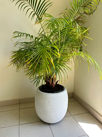 Plant with pot