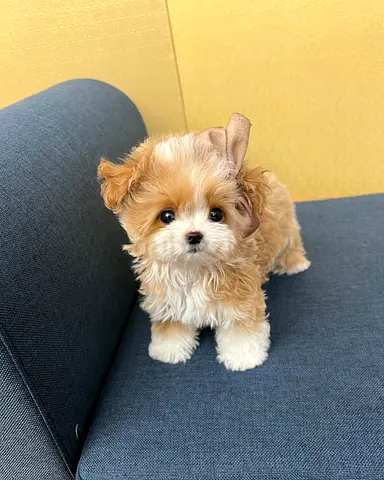 Cute Mini Poodle Puppy Ready for Adoption — Friendly and Vaccinated