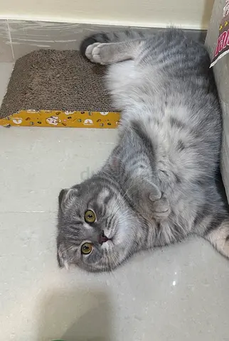 Scottish Fold kitten