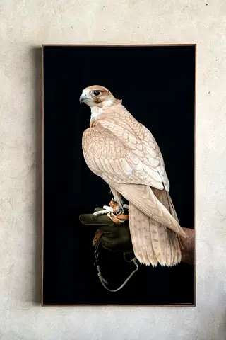Original Falcon Oil Painting | Hand Painted Canvas Art | Signed Artwork