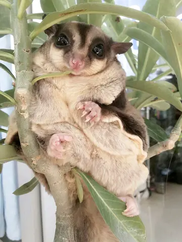 Friendly sugar glider available for adoption