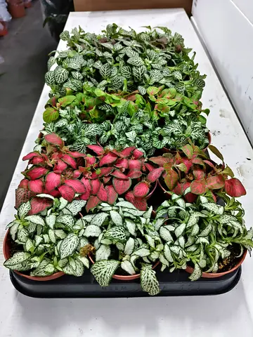 Assorted Fittonia (Nerve) Plants - Tray of 6 Small Potted Houseplants