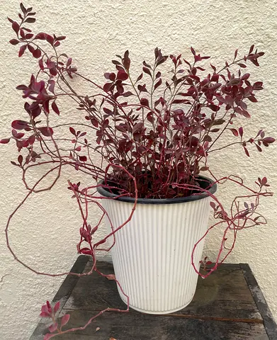 Purple leafed plant in a decorative white pot