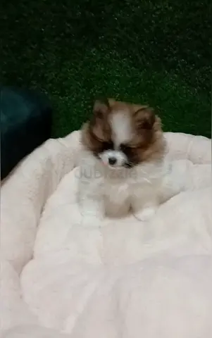 Puppy