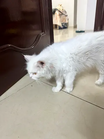 Free adoption- cloudy Persian Cat
