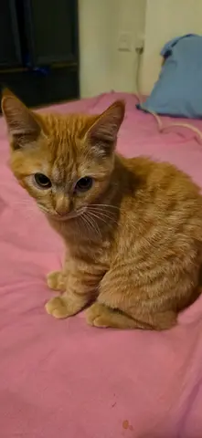 Kitten