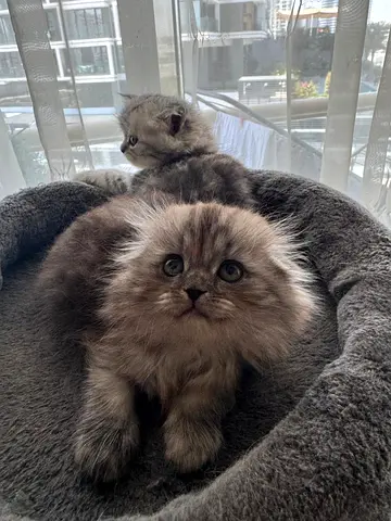 Adorable Scottish Fold kittens looking for their forever homes