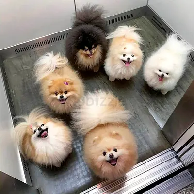 Pomeranian puppies
