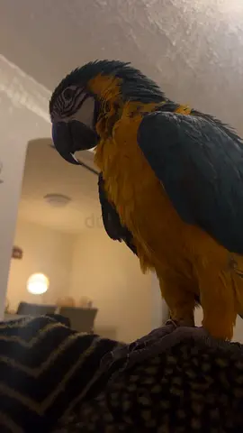 Parrot