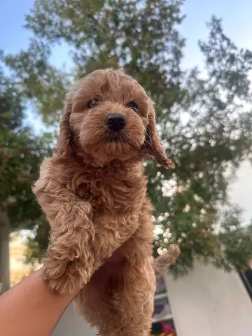Cute small brown Cavapoo puppy — healthy, playful