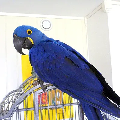 Blue and Gold Macaw birds