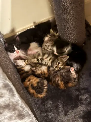 Young kitten found, friendly and healthy-looking FREE