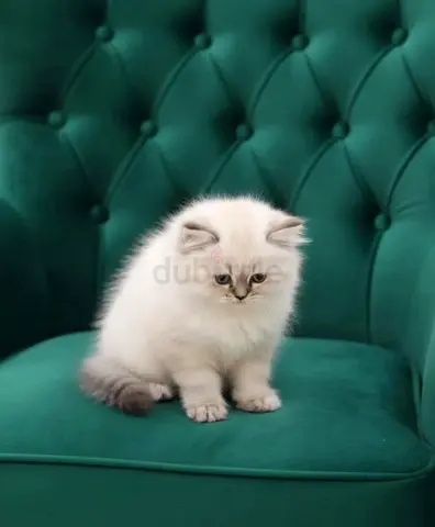 Young fluffy Lilac Ragdoll with black pointed nose kitten available
