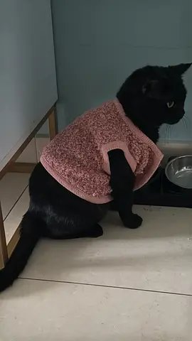 British Breed Cat well behaved seeking home