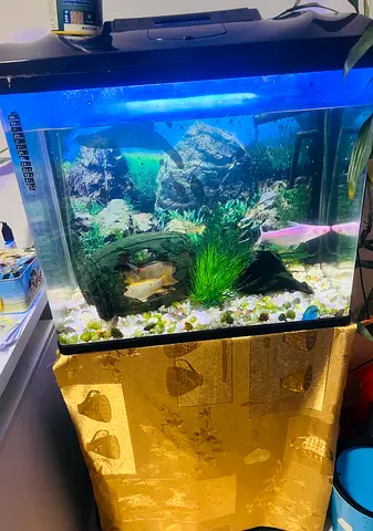 Aquarium with fish and filter