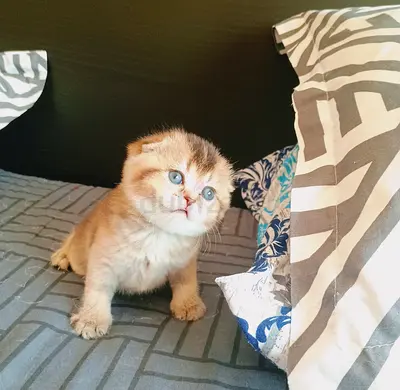 Luxury chinchilla female kitten