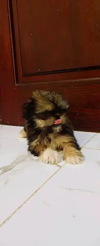 Shitzu female puppy
