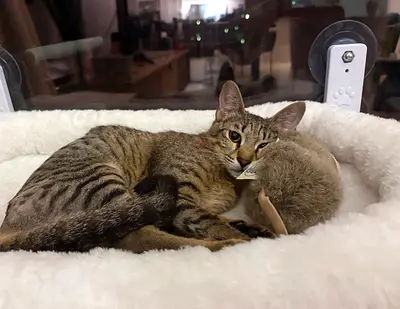 Tabby Kitten Looking for a New Home