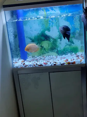 Aquarium with Cabinet and Two Adult Fish - Ready to Move