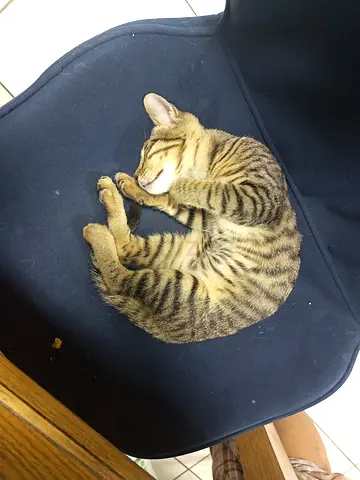 Very playful kitten up for free adoption