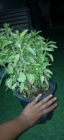مدينة العين رمله زاخر (مجلس زاخر)
