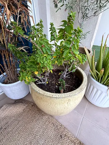 Decorative garden pot with plant - good condition