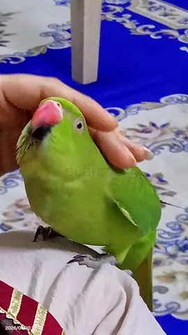 Green parrot female hand tamed,talking parrot with the cage