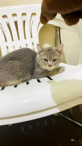 British Shorthair breed male free free free