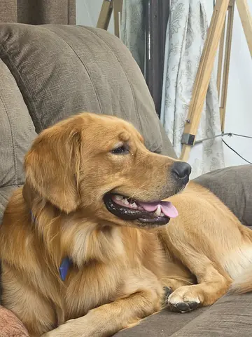 Golden retriever