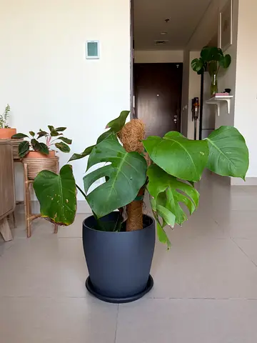 Monstera plant and pot