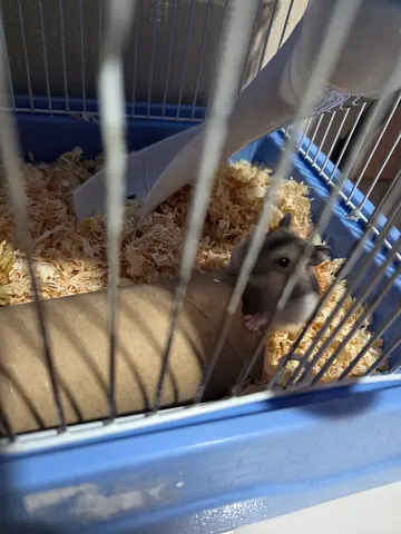 Winter white dwarf hamster