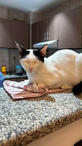 Free adoption Young white cat with black markings — friendly indoor cat