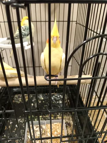 Tamed cocktail female