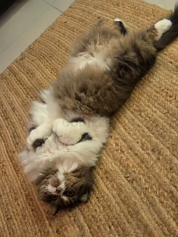 Cat for adoption