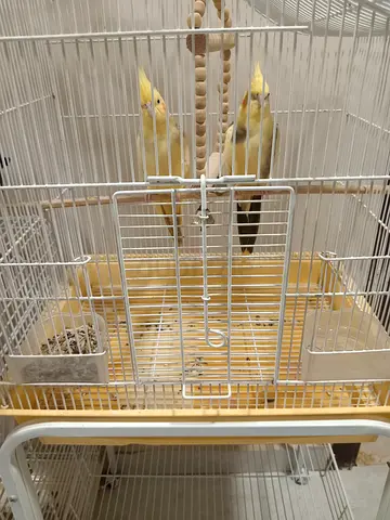 Breeding Pair cocktail tamed