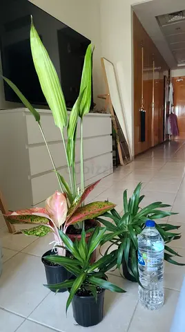 Assorted indoor potted plants — healthy dracaena and aglaonema set