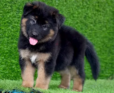 German shepherd puppies