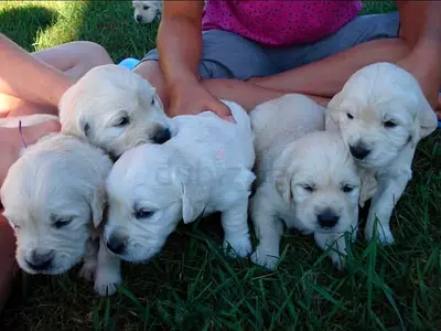 White golden retriever puppys