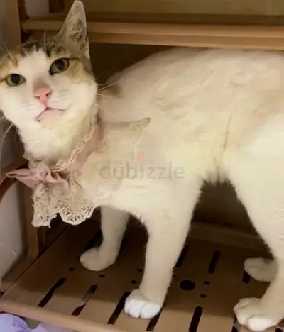 قطة للتبني cat for adopting