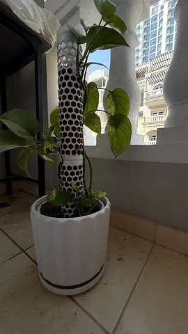 indoor plant with trellis