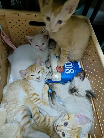 Cat family for adoption