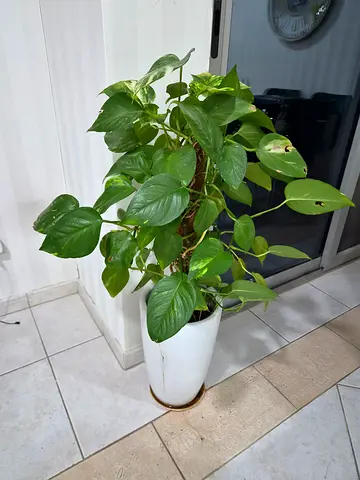Large Money Plant - (Golden Pothos) with Decorative Pot Moss Pole