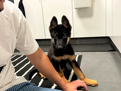 King Shepherd for Adoption