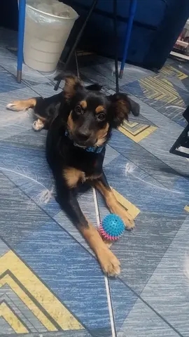 Friendly medium-sized mixed-breed dog looking for a new home