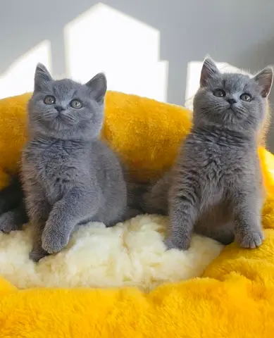 British shorthair kittens