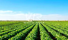 Spacious Agricultural Farm| Ideal for Investment